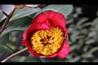 Camellia sp12.JPG